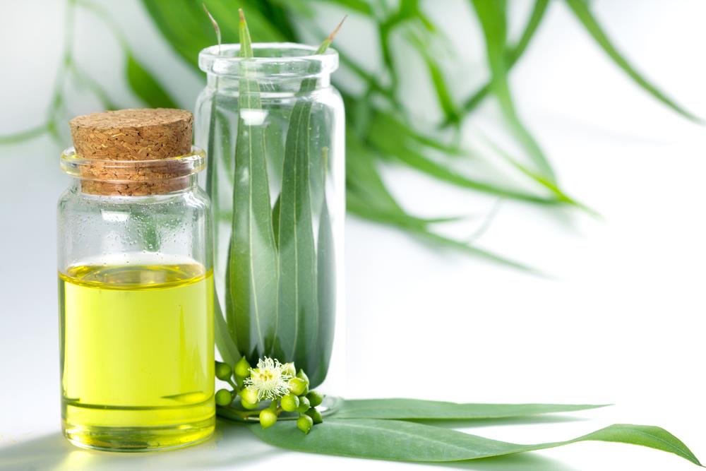 Eucalyptus essential oils for sore throat