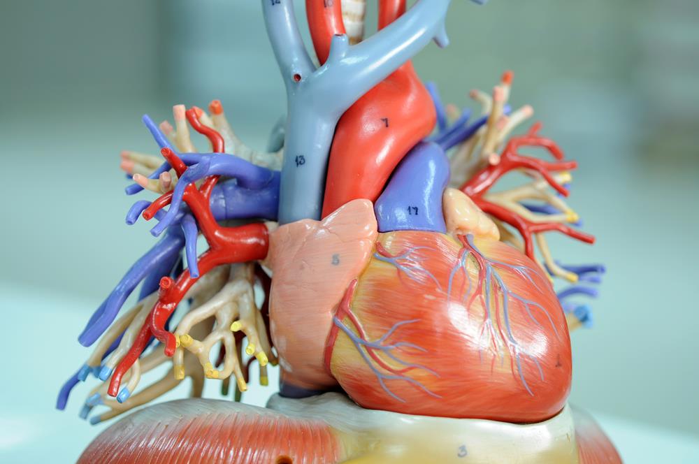 Diseases of Coronary Arteries