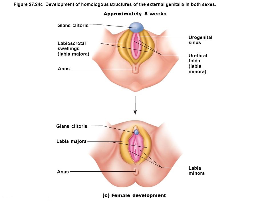 Symptoms of Swelling Across Labia Majora