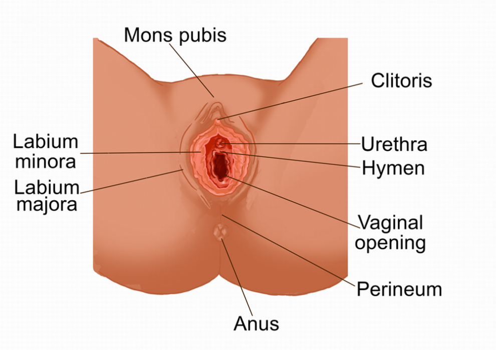 labia majora