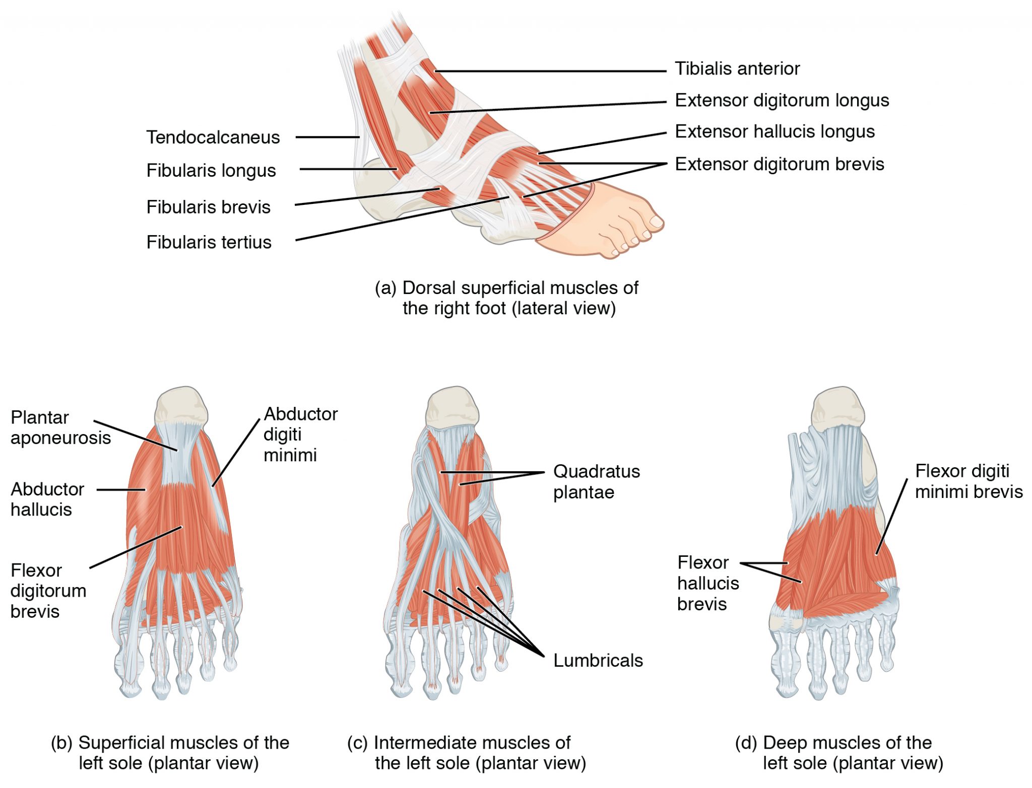 Pain on Top of Foot Diagnosis