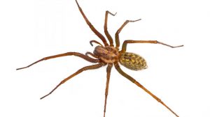 hobo spider