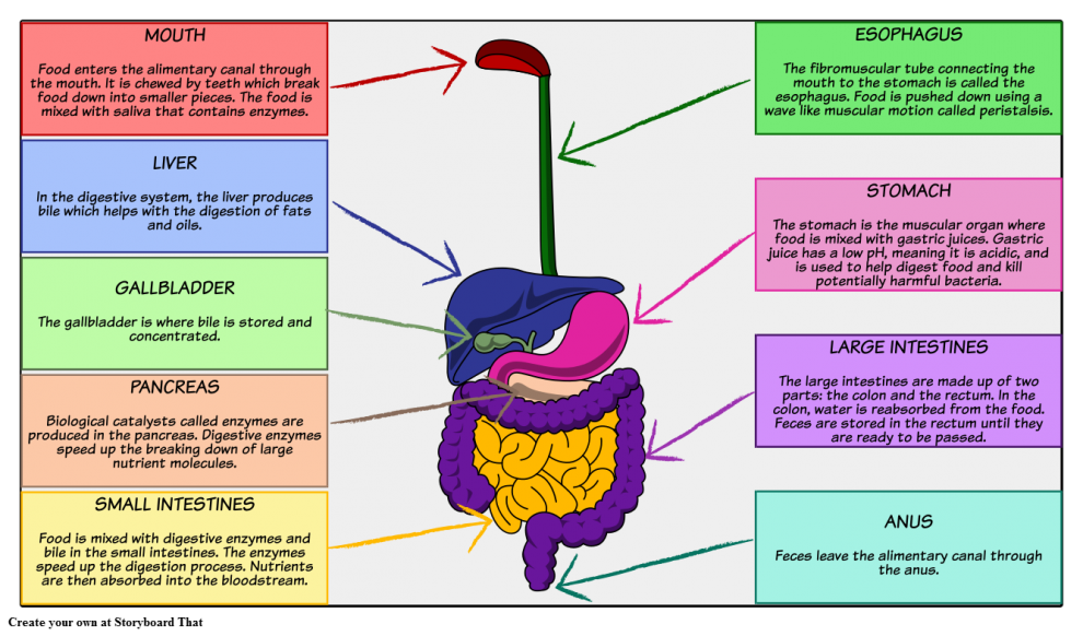 Digestive Enzymes for the Treatment of IBS Charlies Magazines