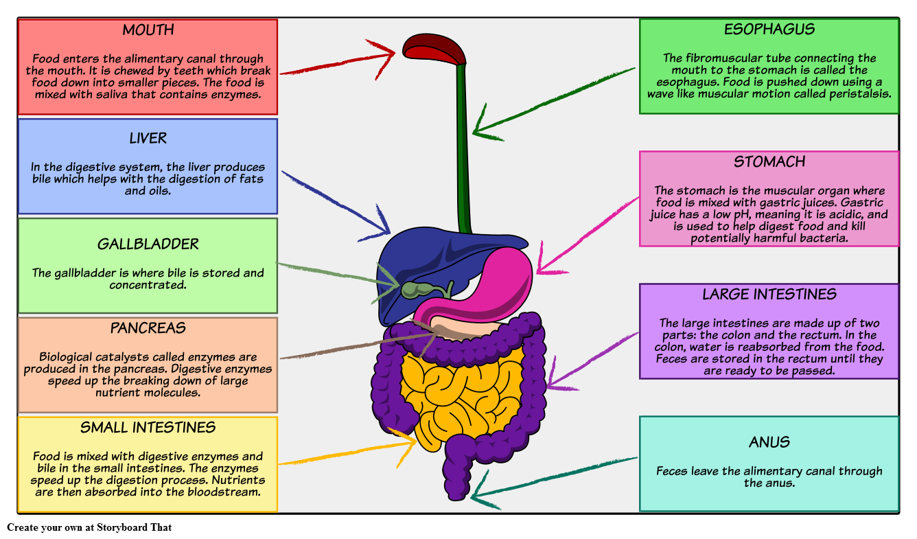 IBS Treatment With The Help of Digestive Enzymes