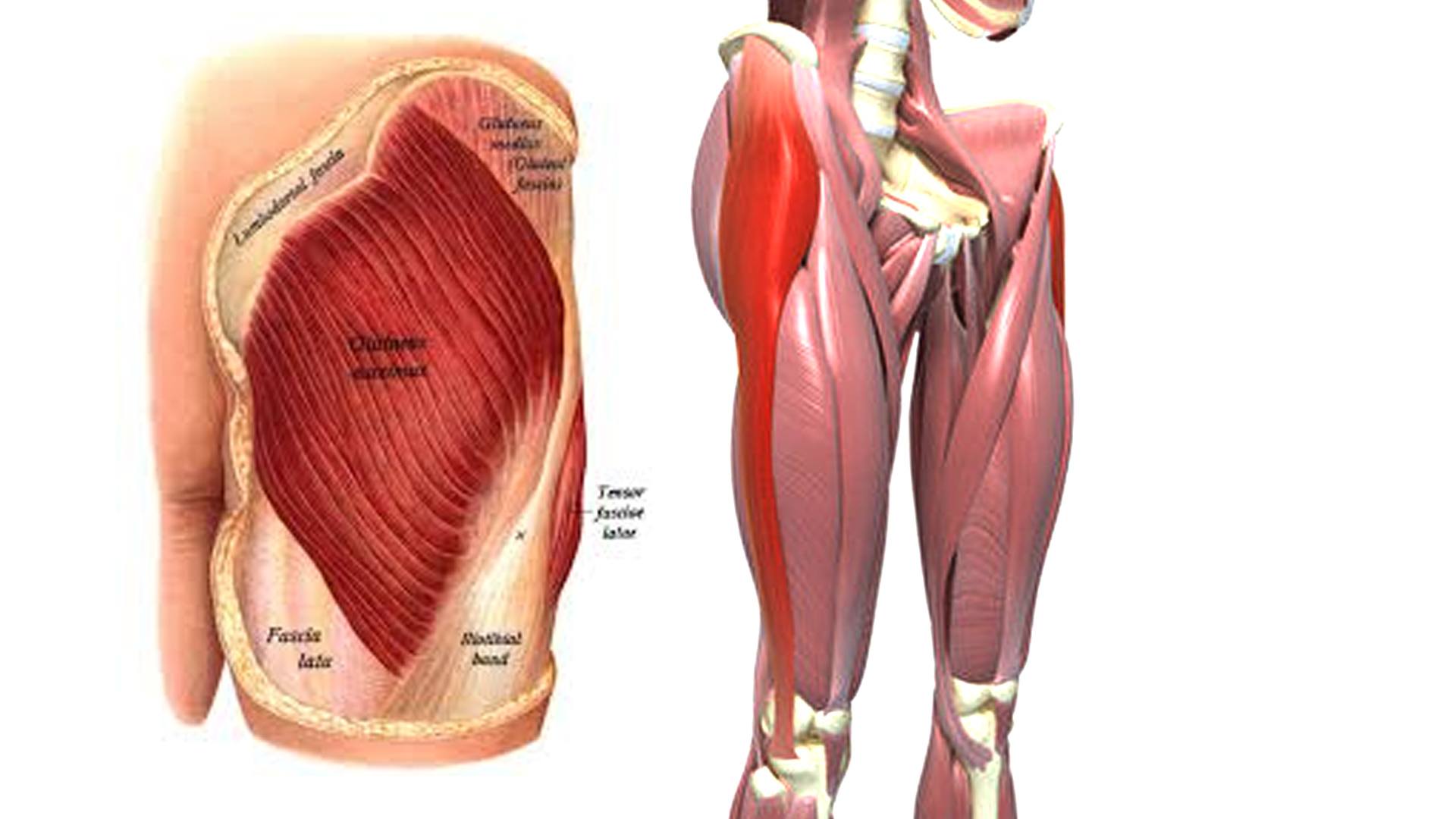 Here Are 4 Frequently Asked Question About Tensor Fasciae Latae 